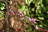 Cercis canadensis 'Forest Pansy' RCP4-2015 321.JPG